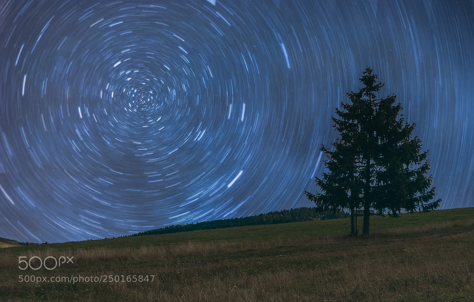 Nikon D700 sample photo. Pine startrails photography