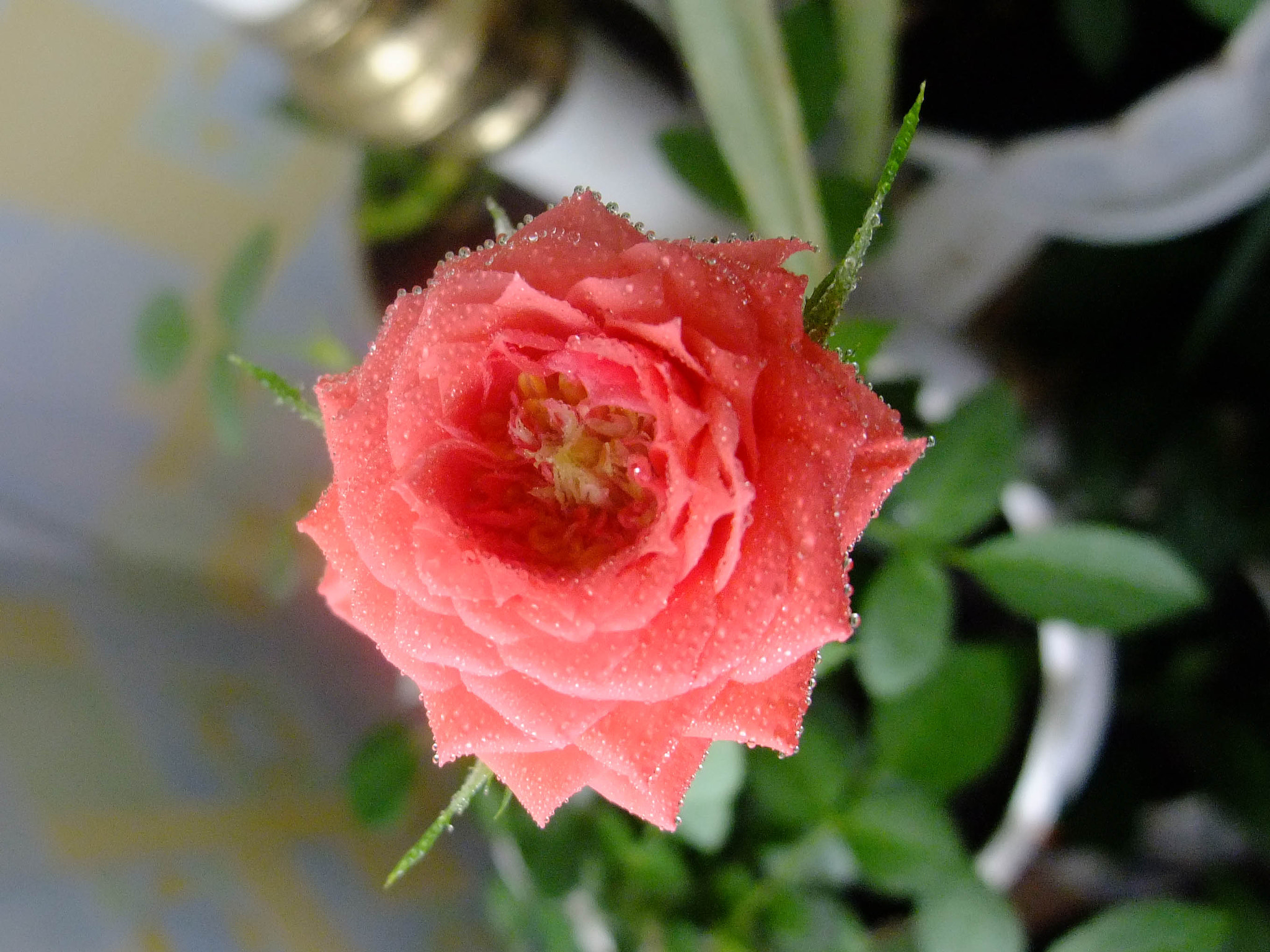 Fujifilm FinePix F200EXR sample photo. Pink rose photography