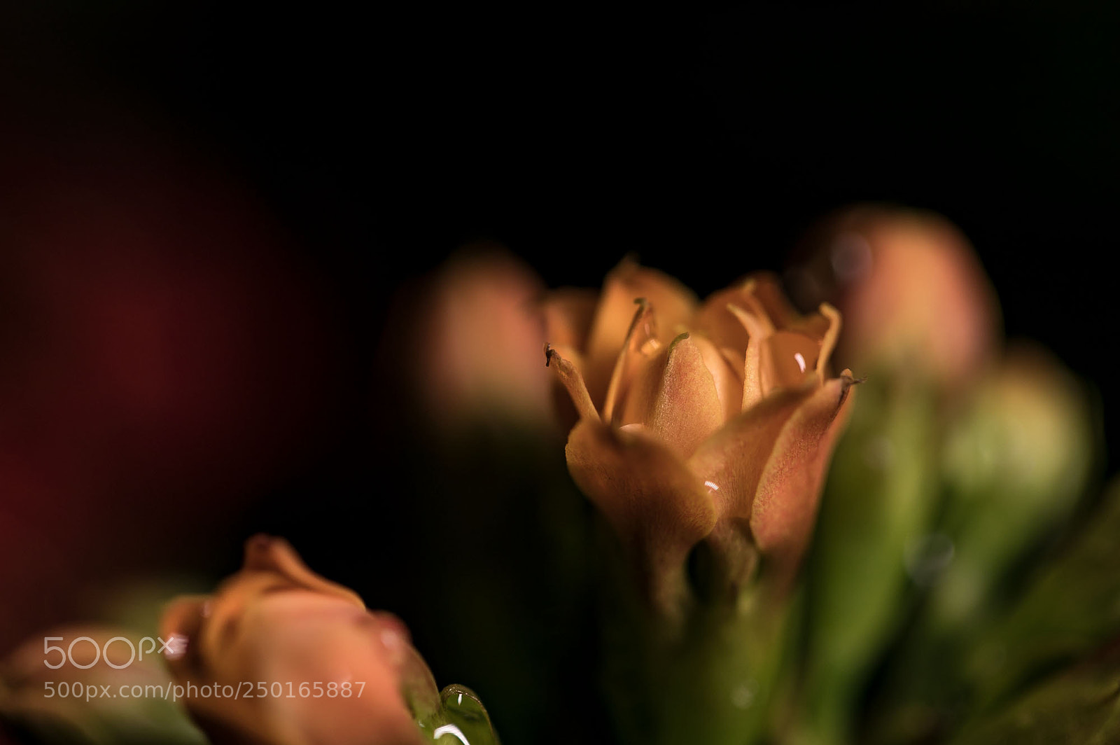 Canon EOS 5D Mark IV sample photo. Untitled photography