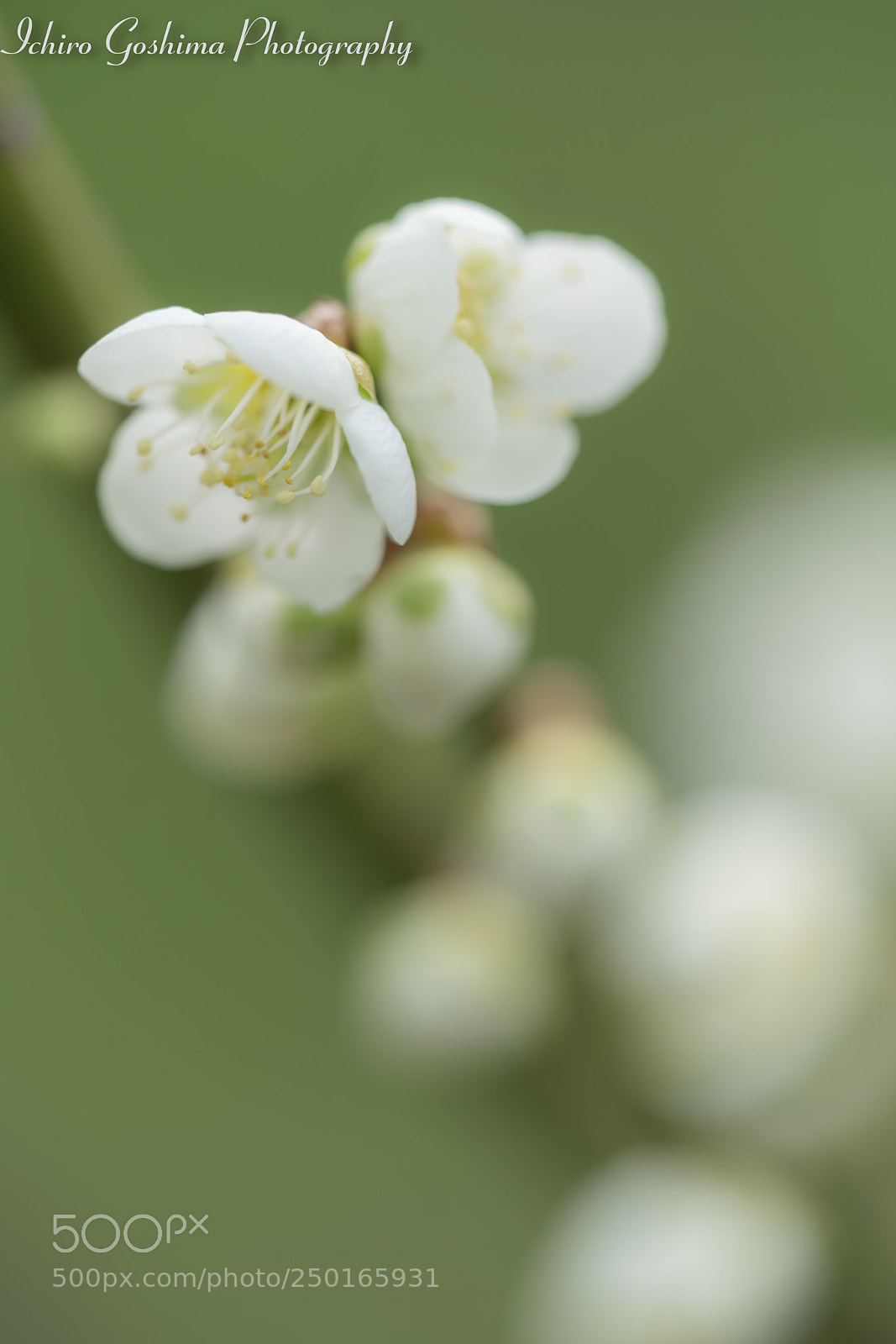 Sony a7R III sample photo. Plum photography