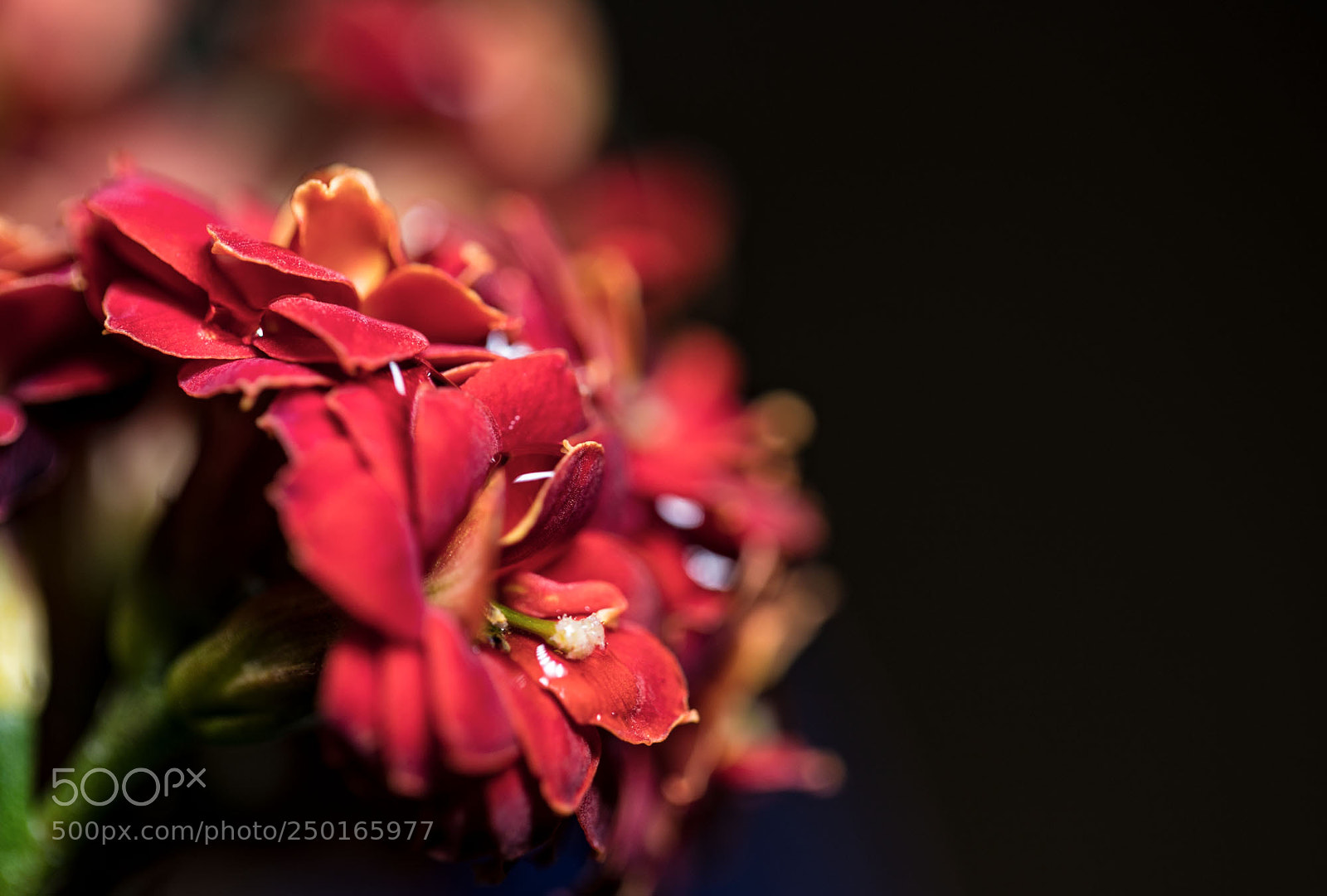 Canon EOS 5D Mark IV sample photo. Untitled photography