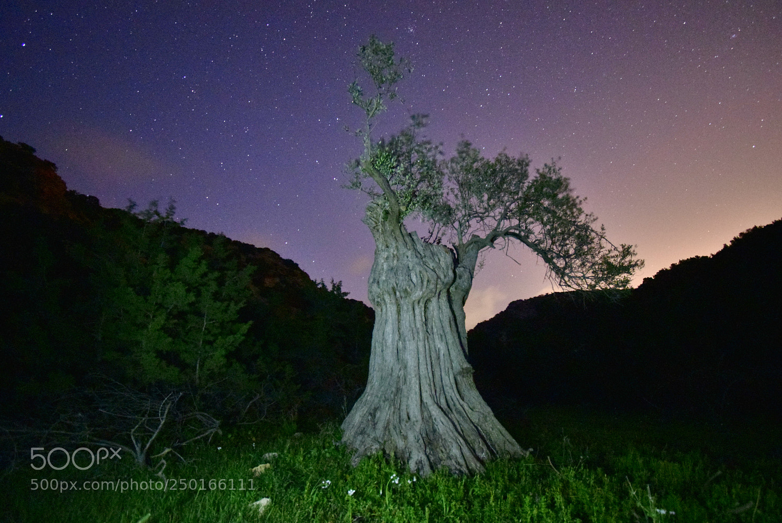Nikon D5300 sample photo. Звезды над оливковым деревом. Кипр. photography