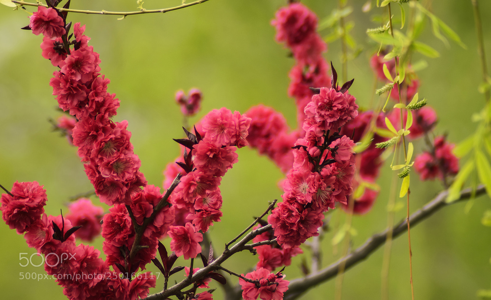 Nikon D5300 sample photo. Plum#梅花 photography