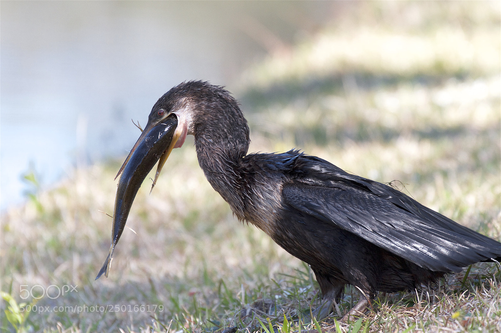 Canon EOS 7D sample photo. The anhinga and the photography