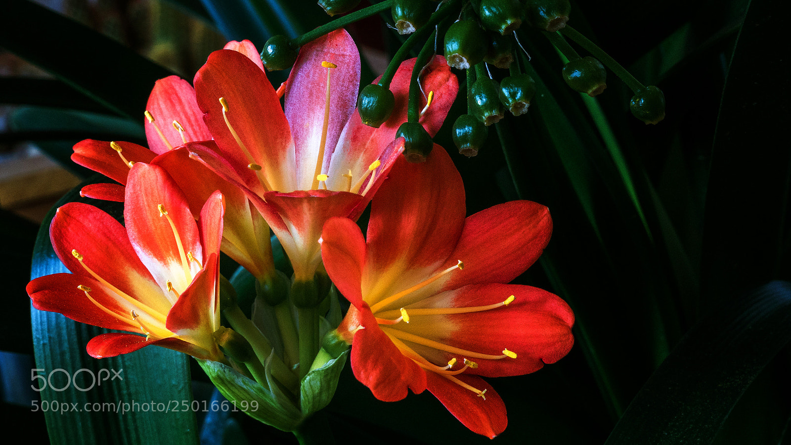 Sony ILCA-77M2 sample photo. Flowering clivia photography