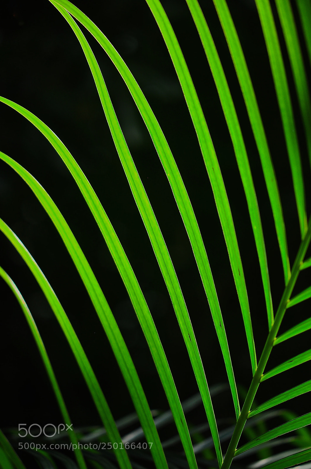 Nikon D90 sample photo. Spring birth photography