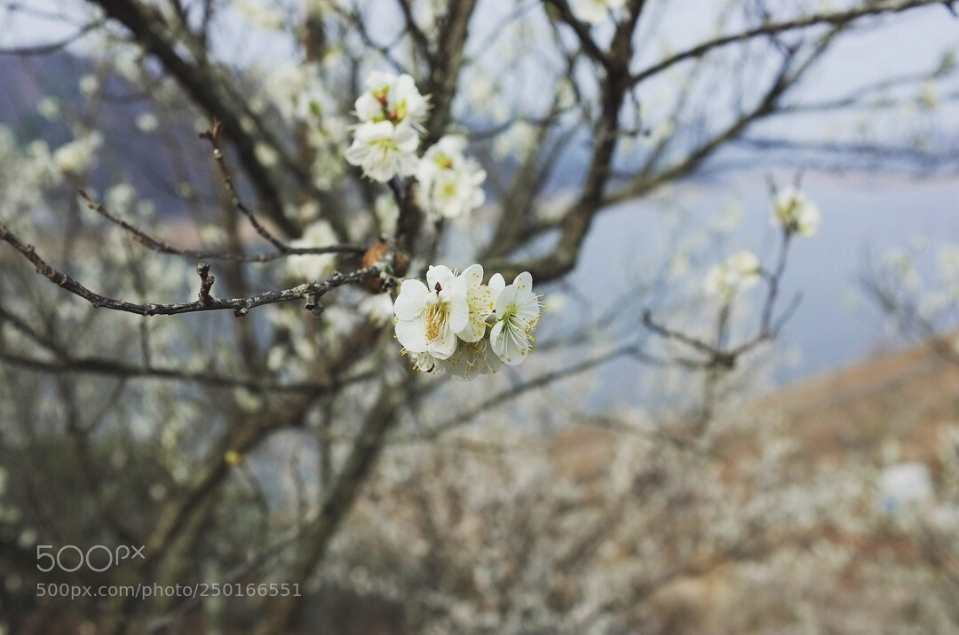 Fujifilm FinePix X100 sample photo. Plum
 photography