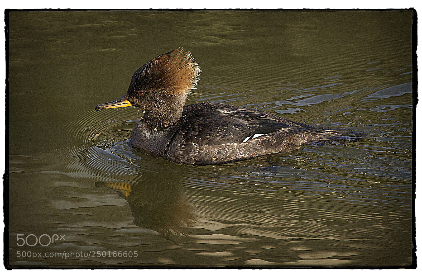 Canon EOS 7D sample photo. Red-breasted merganser. photography