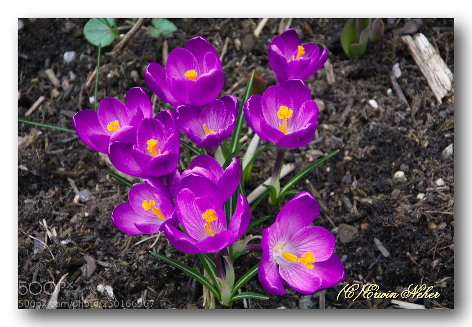Nikon D7100 sample photo. Flower.. photography