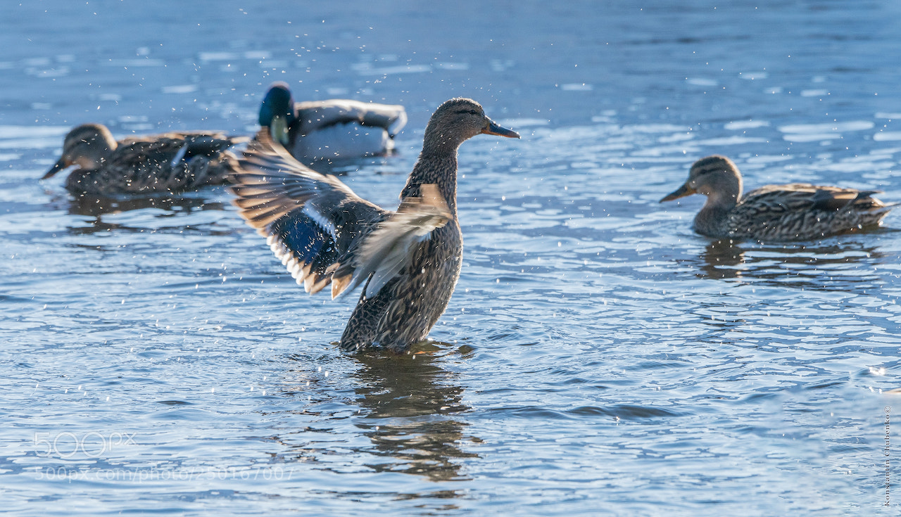 Sony a99 II sample photo. *** photography