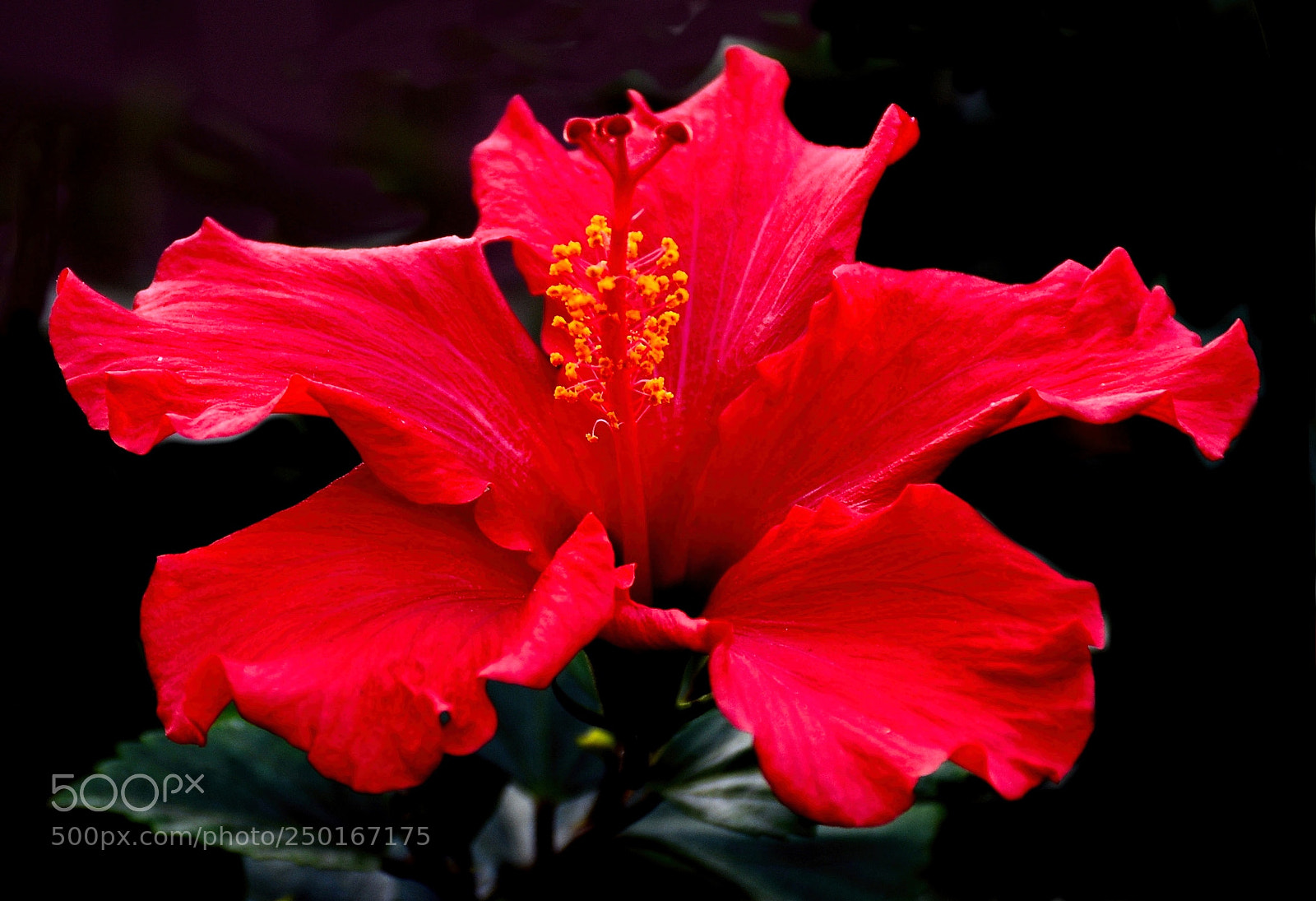 Nikon D7200 sample photo. Red hibiscus flower photography