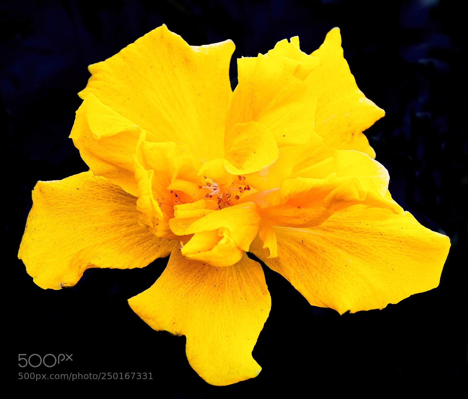 Nikon D7200 sample photo. A nice gold flower photography