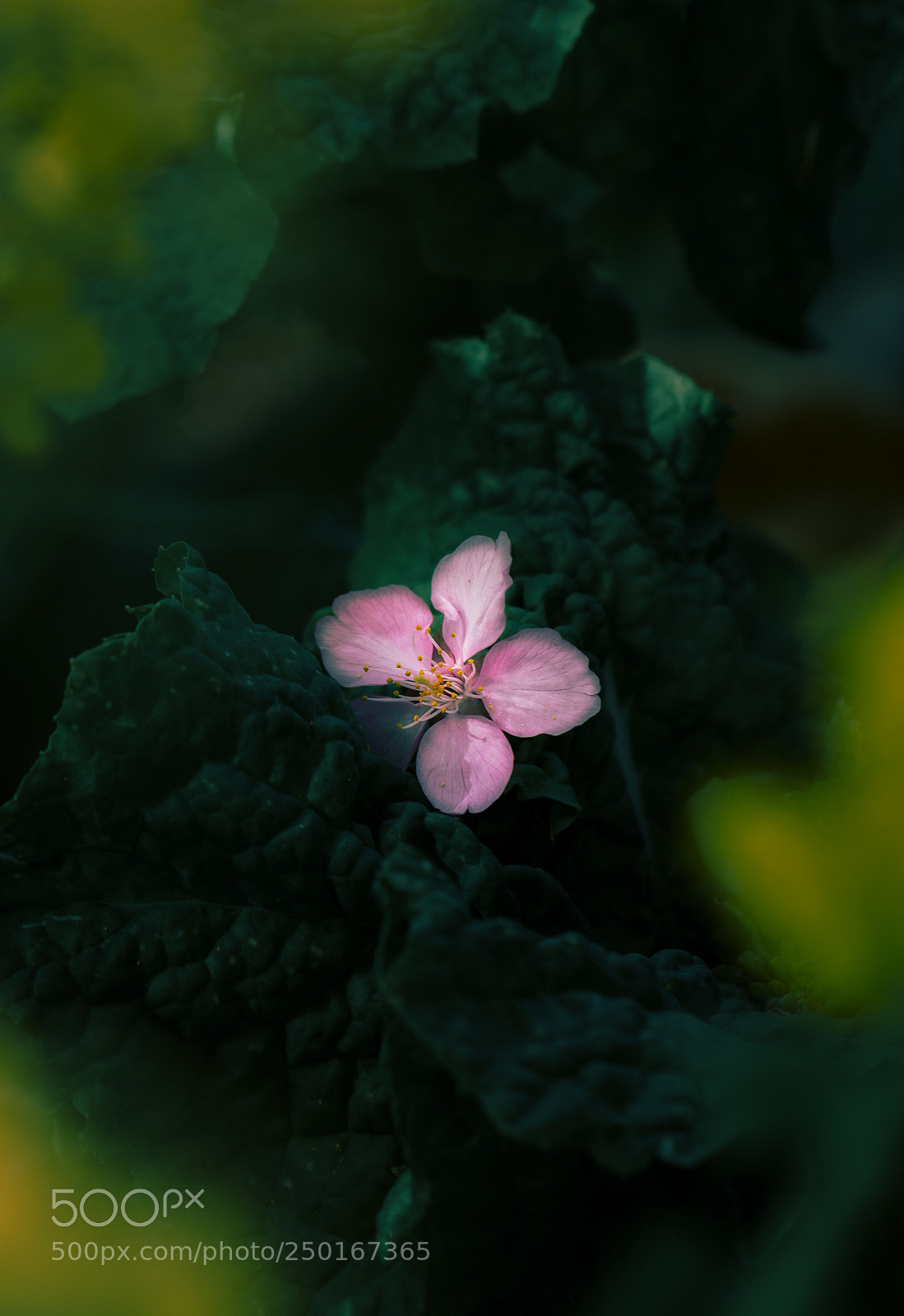 Canon EOS 70D sample photo. Fallen pink angle photography