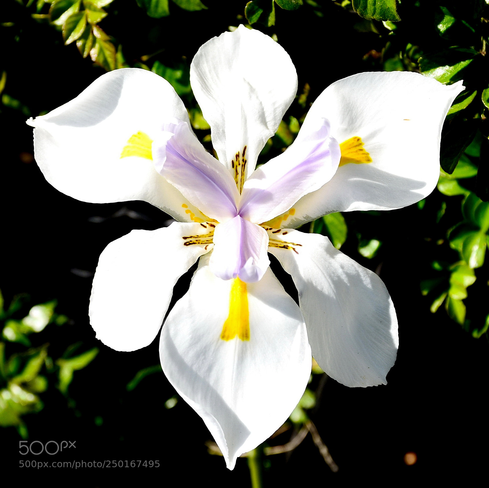 Nikon D7200 sample photo. A white iris flower photography