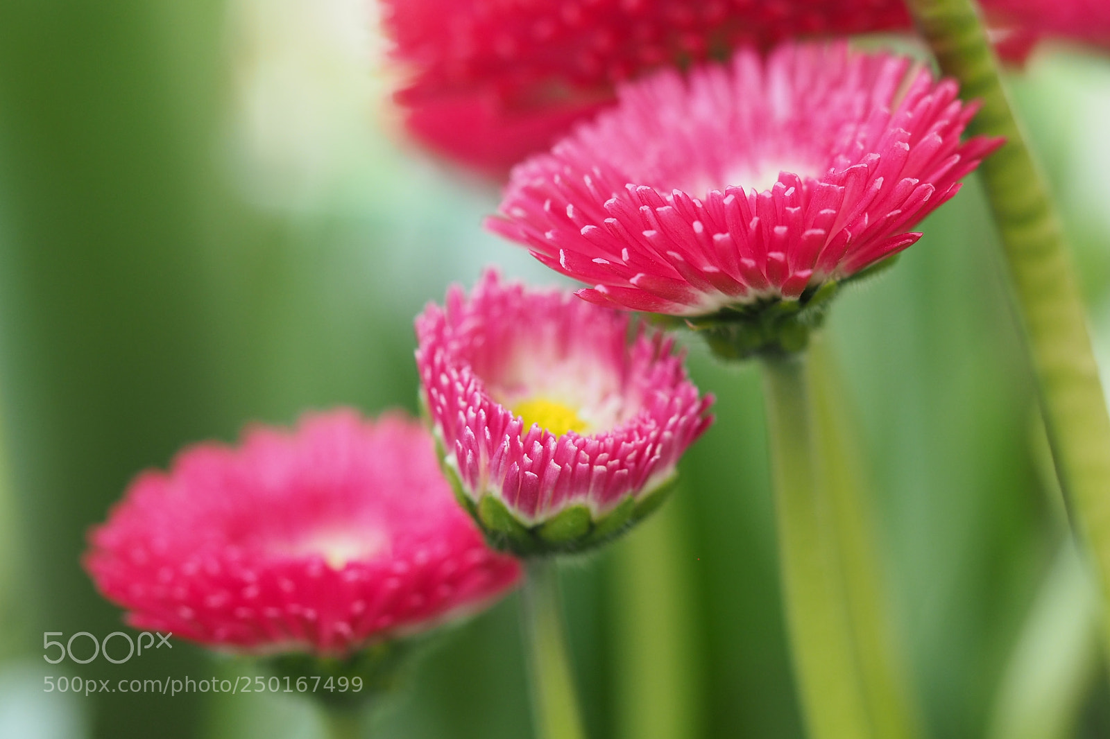 Olympus OM-D E-M5 II sample photo. Bellis photography