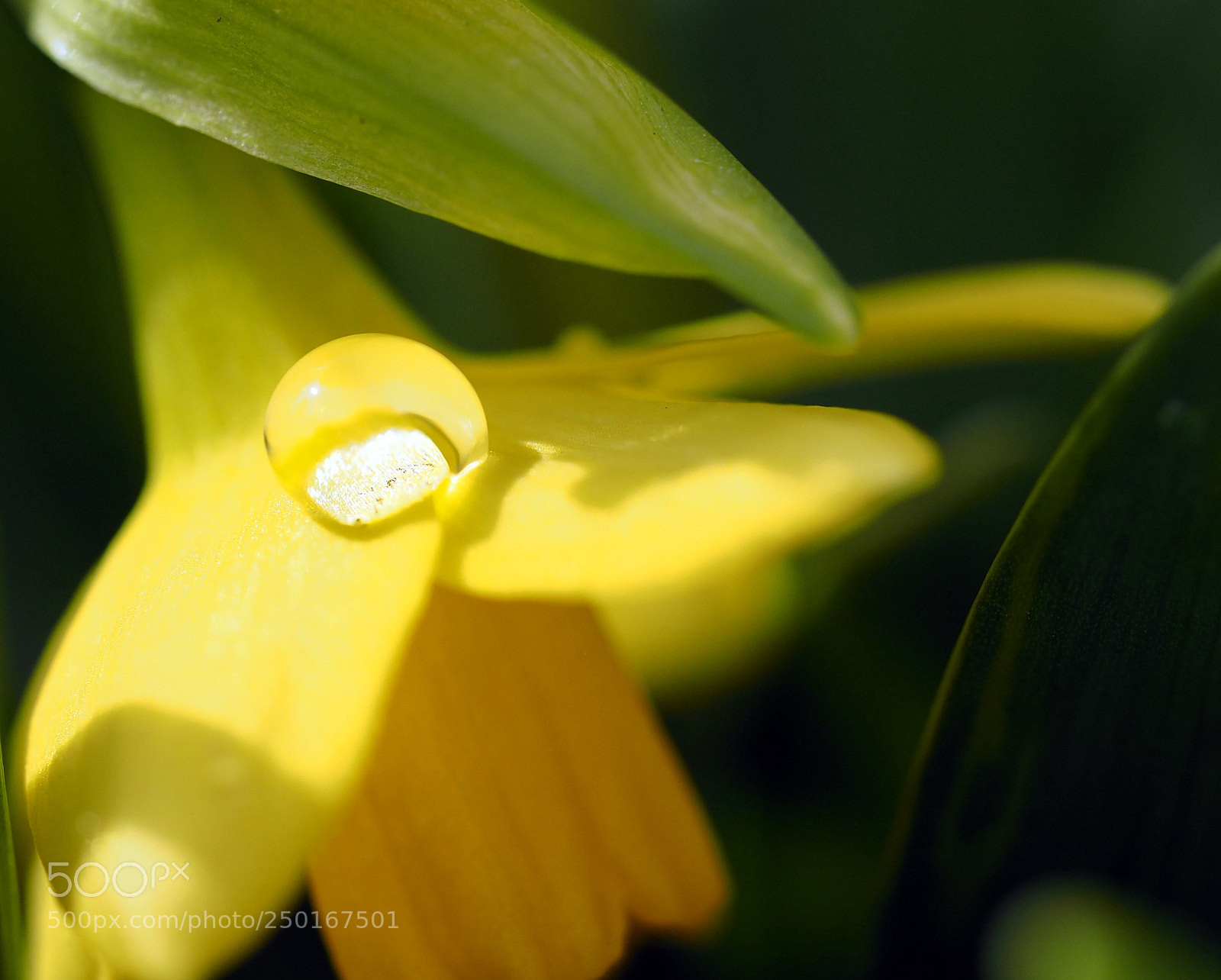 Olympus OM-D E-M5 II sample photo. Water drops photography