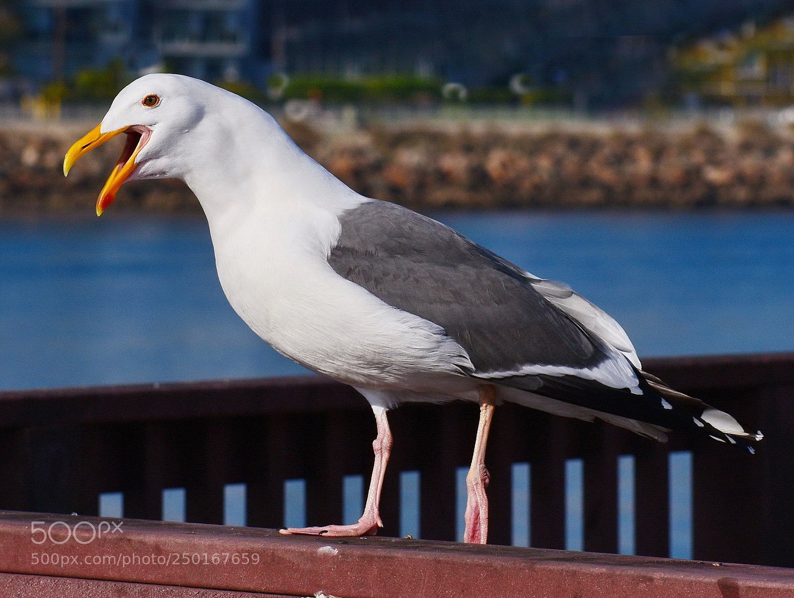 Nikon D7200 sample photo. Seagull talking to you photography