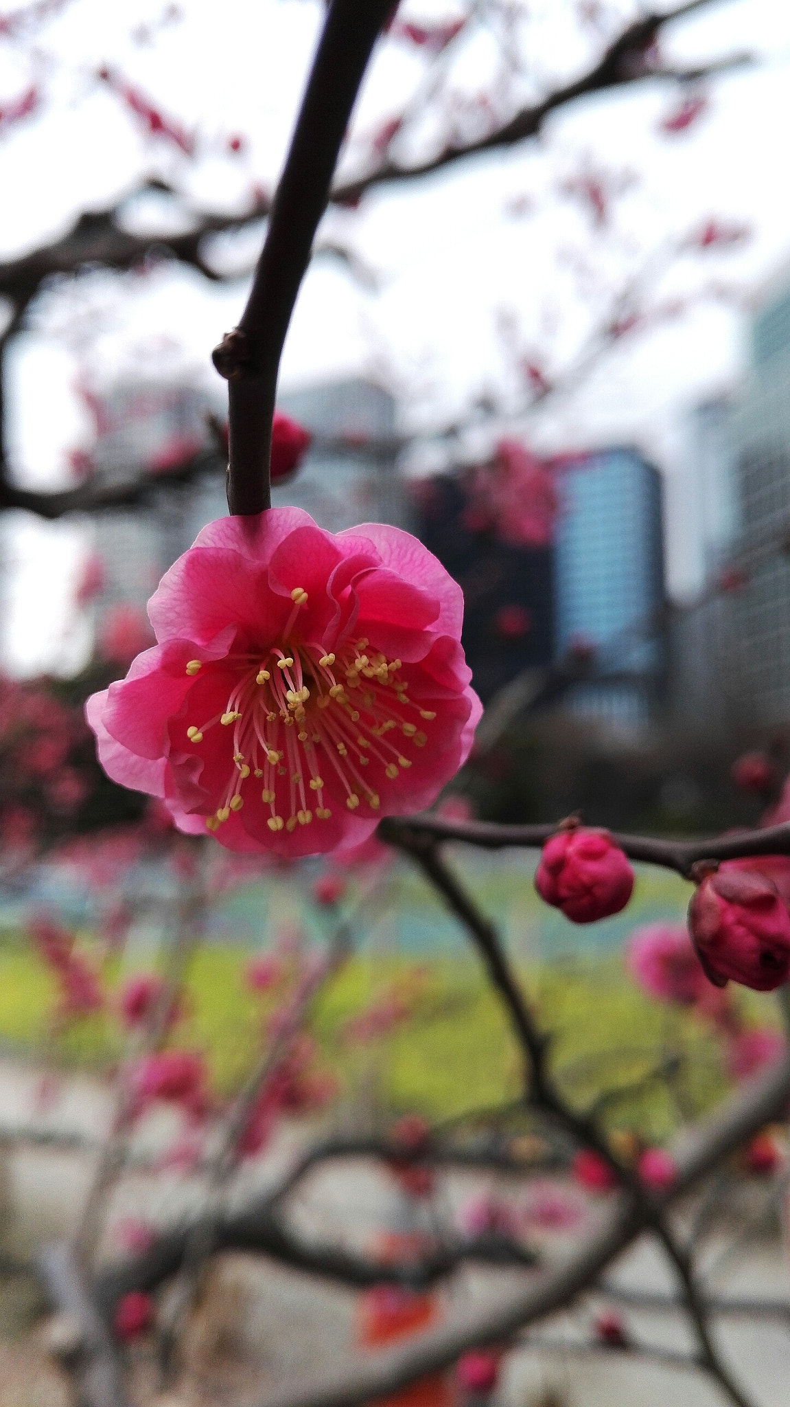 HUAWEI Honor 7 sample photo. #54 photography