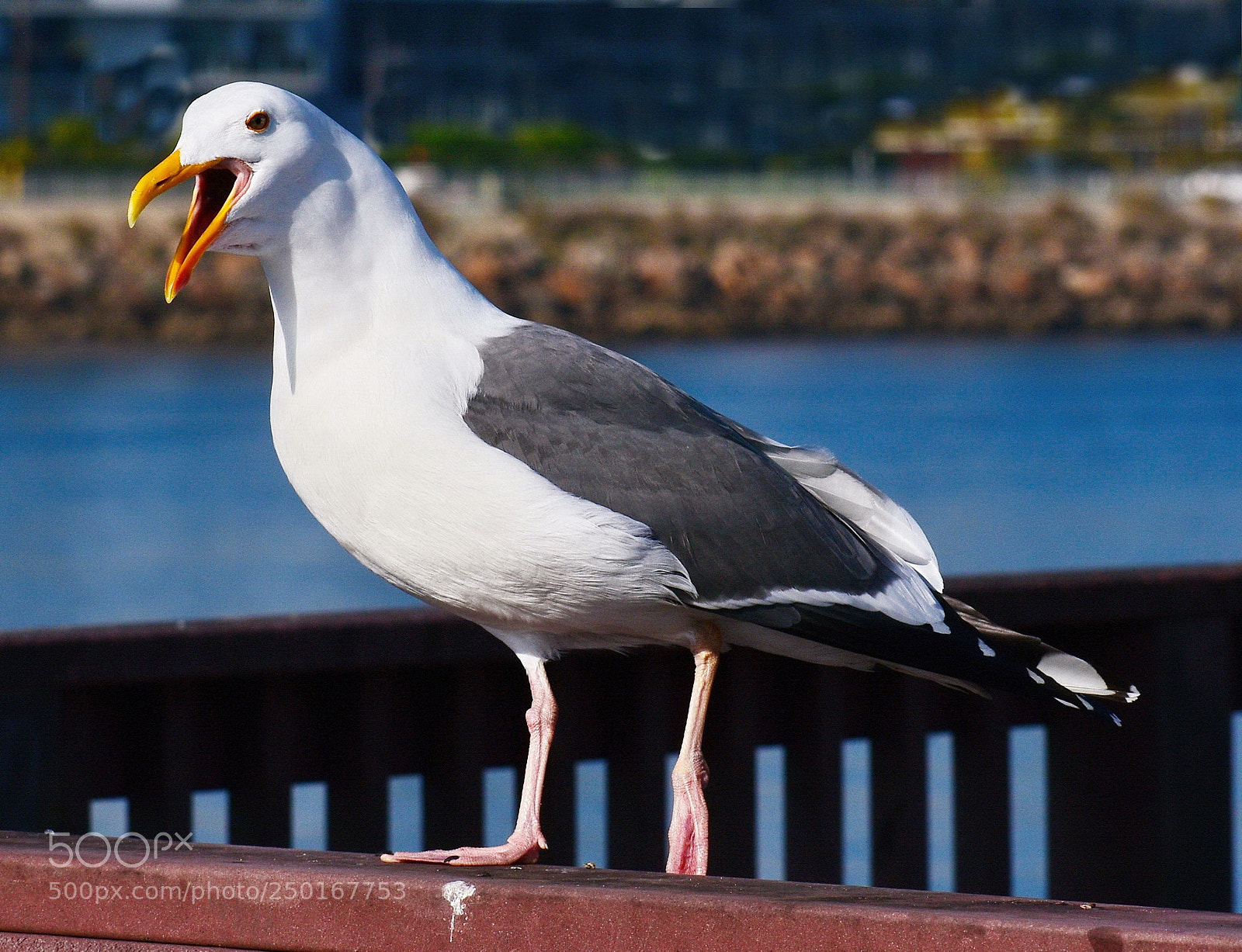 Nikon D7200 sample photo. Seagull talking to you photography