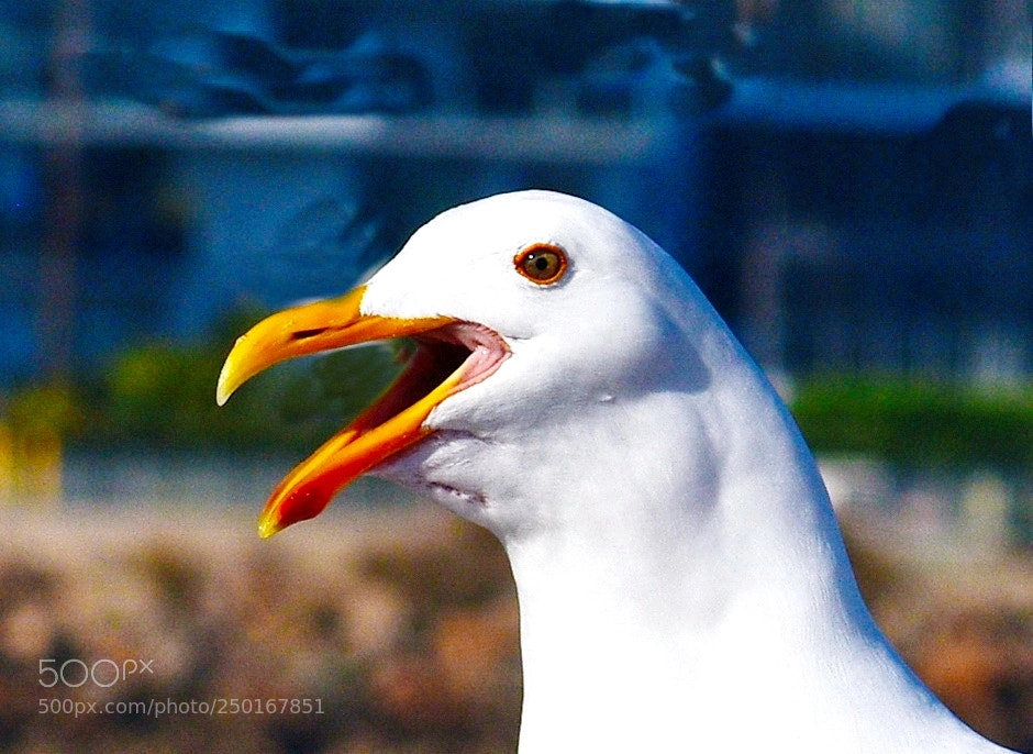 Nikon D7200 sample photo. Seagull talking to you photography