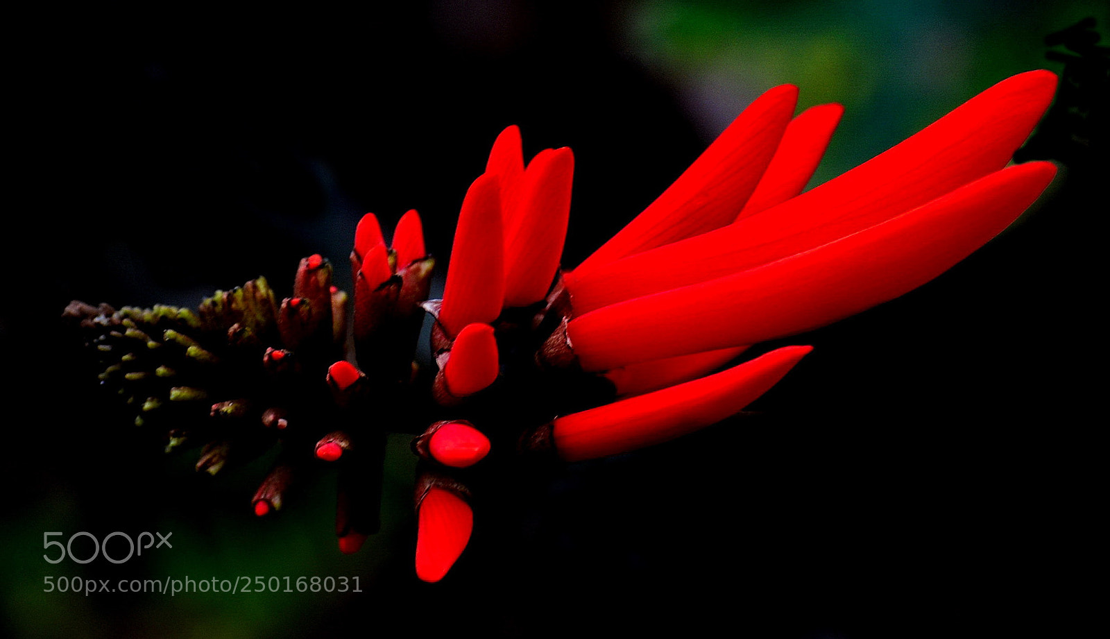 Nikon D7200 sample photo. Red pinecomb flower photography