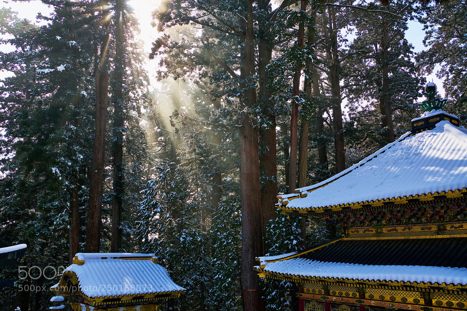 Nikon D850 sample photo. Komorebi photography