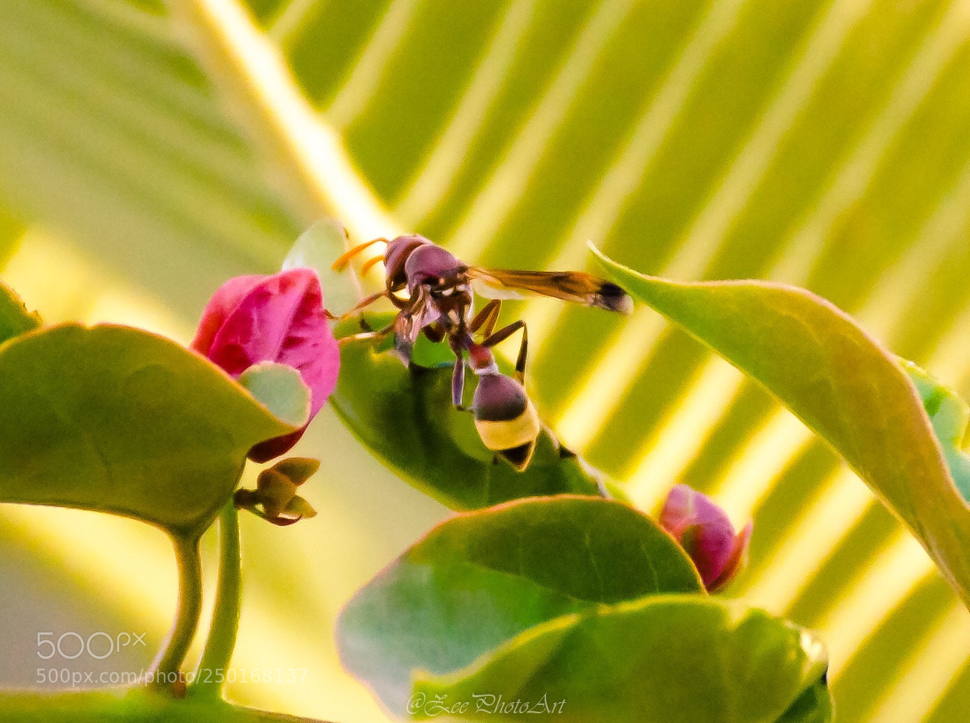 Nikon D5100 sample photo. Bee my guest photography