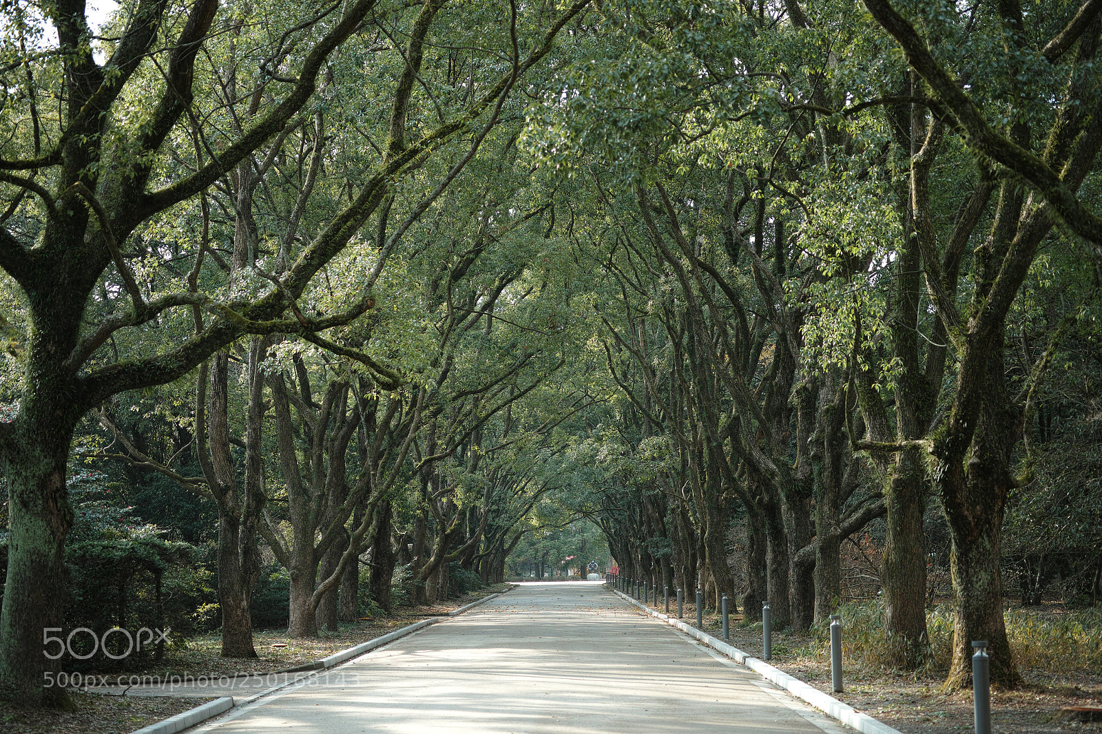 Sigma DP3 Merrill sample photo. Dp3m0120 photography