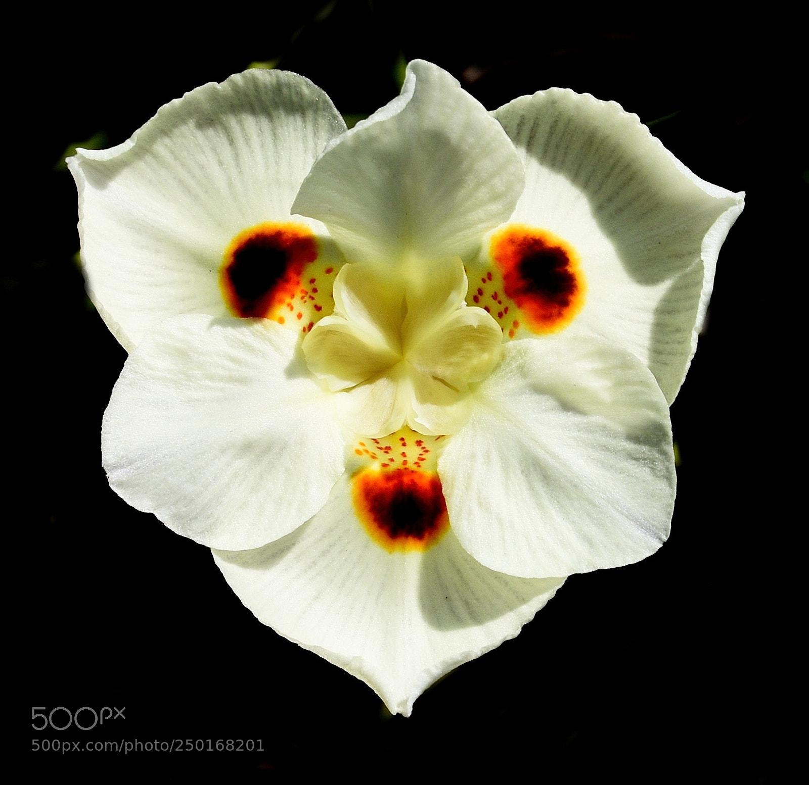 Nikon D7200 sample photo. White spotted flower photography