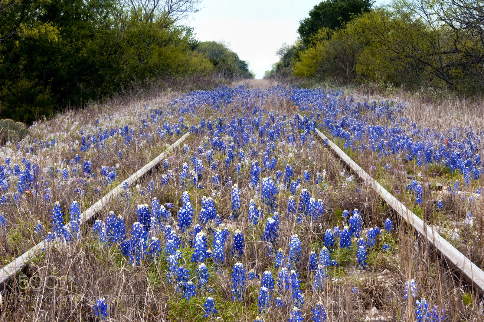 Nikon D300 sample photo. Bluebonnet railway photography