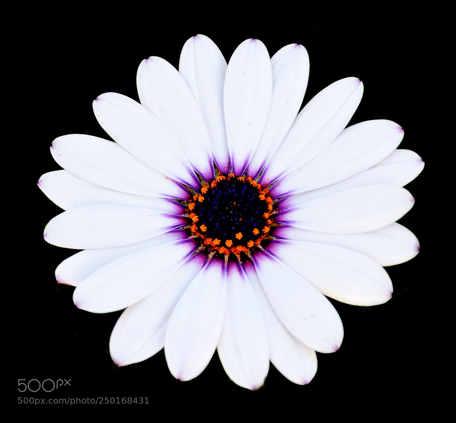 Nikon D7200 sample photo. A white and purple photography