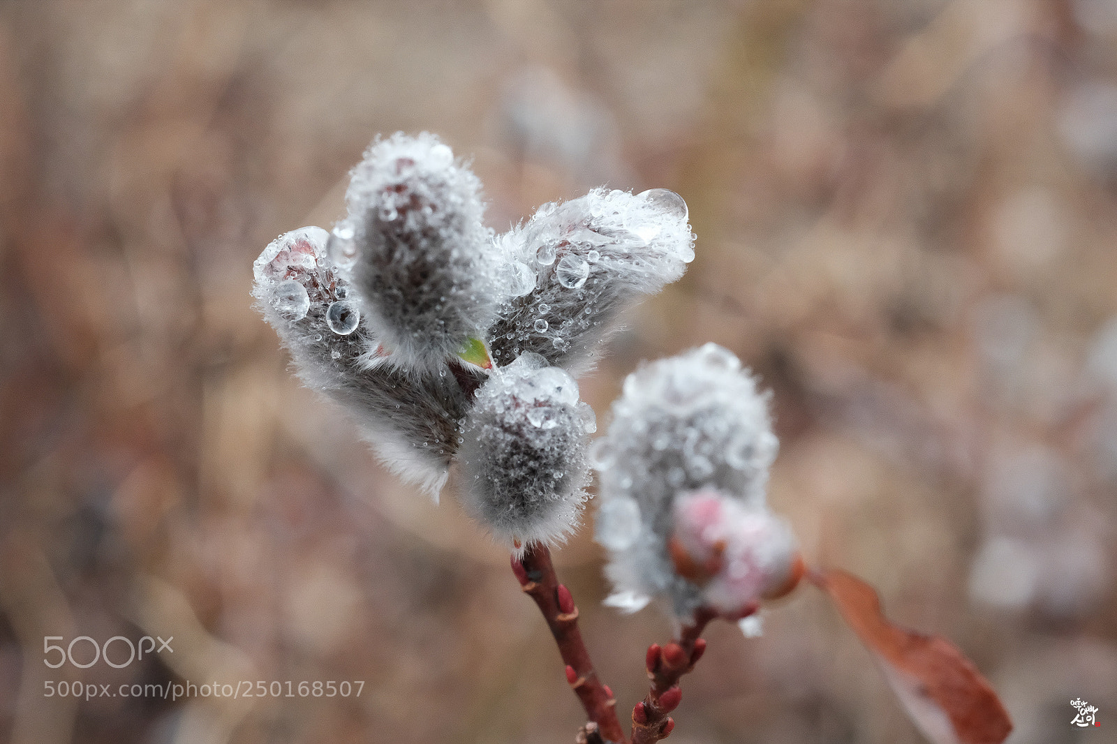 Fujifilm X-T2 sample photo. Wild rye photography