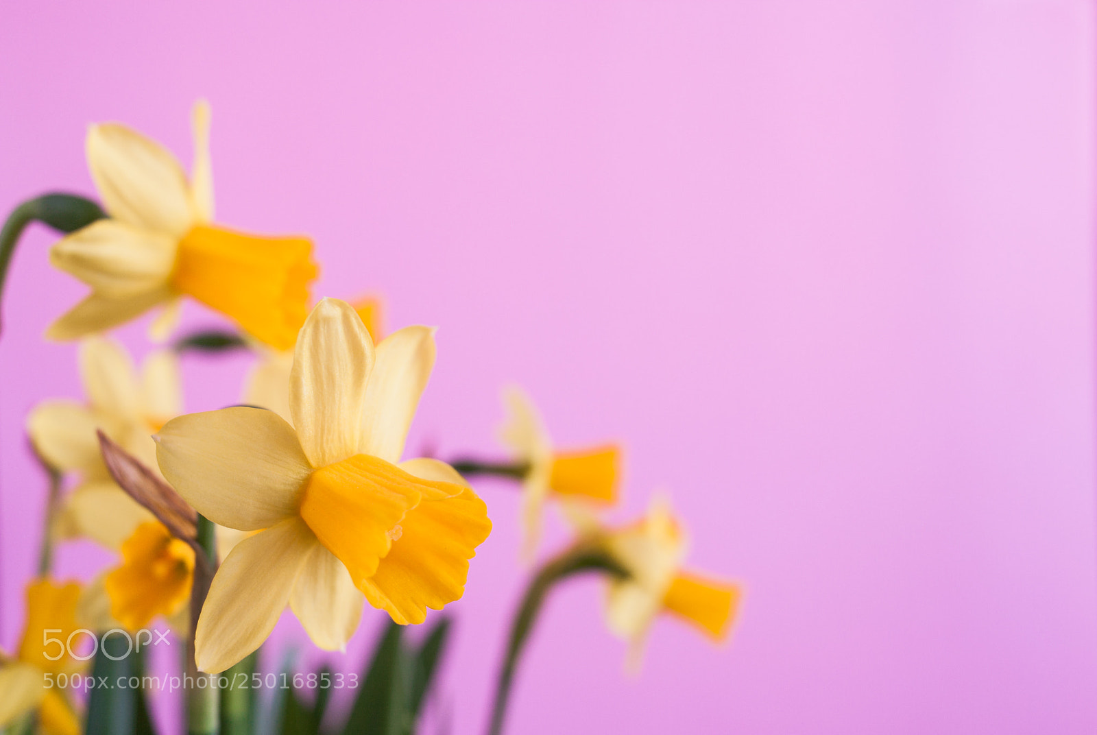 Canon EOS 400D (EOS Digital Rebel XTi / EOS Kiss Digital X) sample photo. Spring easter's yellow daffodils photography