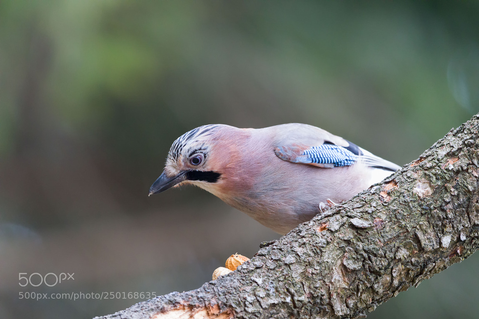 Canon EOS 5D Mark IV sample photo. Ghiandaia photography