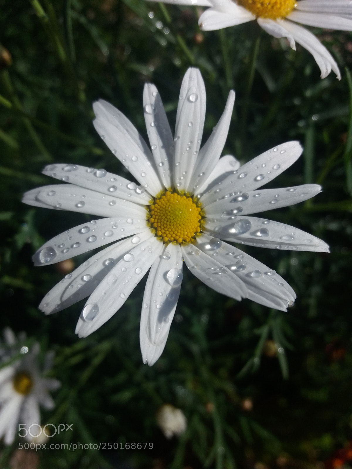 Samsung Galaxy J5(2016) sample photo. The dream photography
