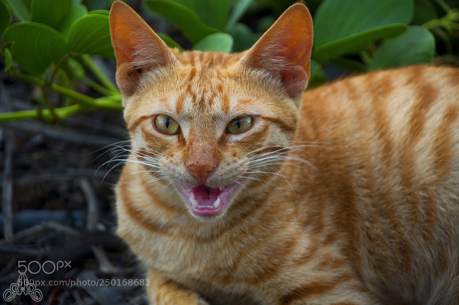Nikon D7500 sample photo. Cat photography