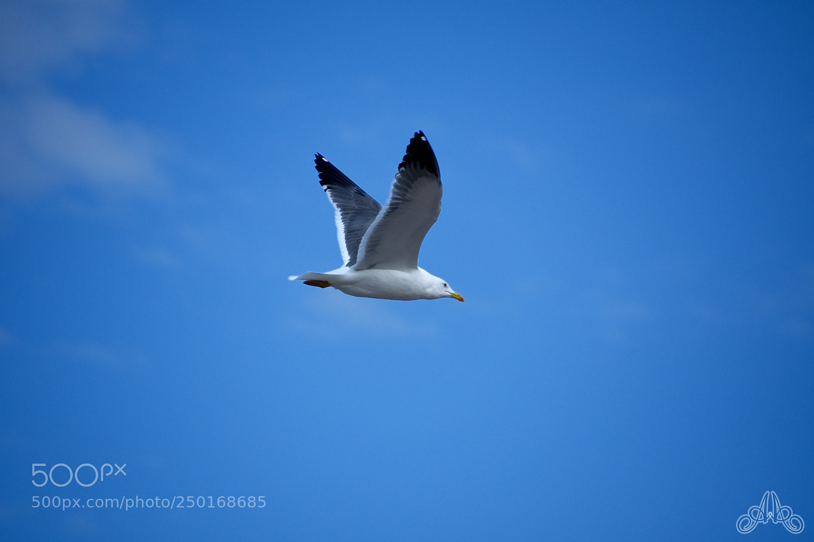 Nikon D7500 sample photo. Bird photography