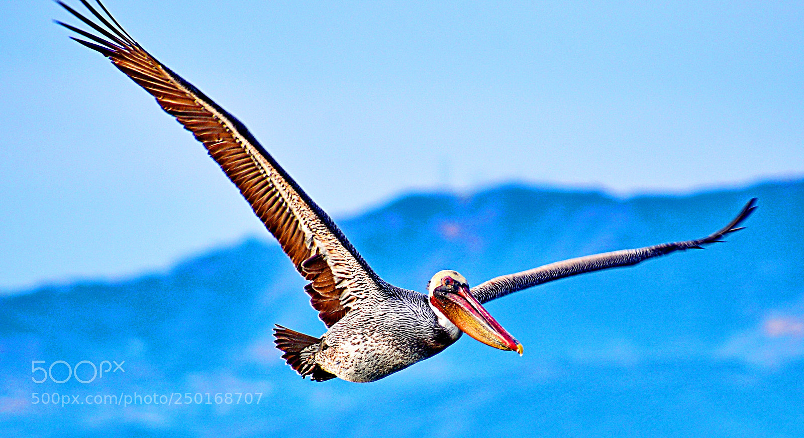 Nikon D7200 sample photo. Pelican flying across marina photography