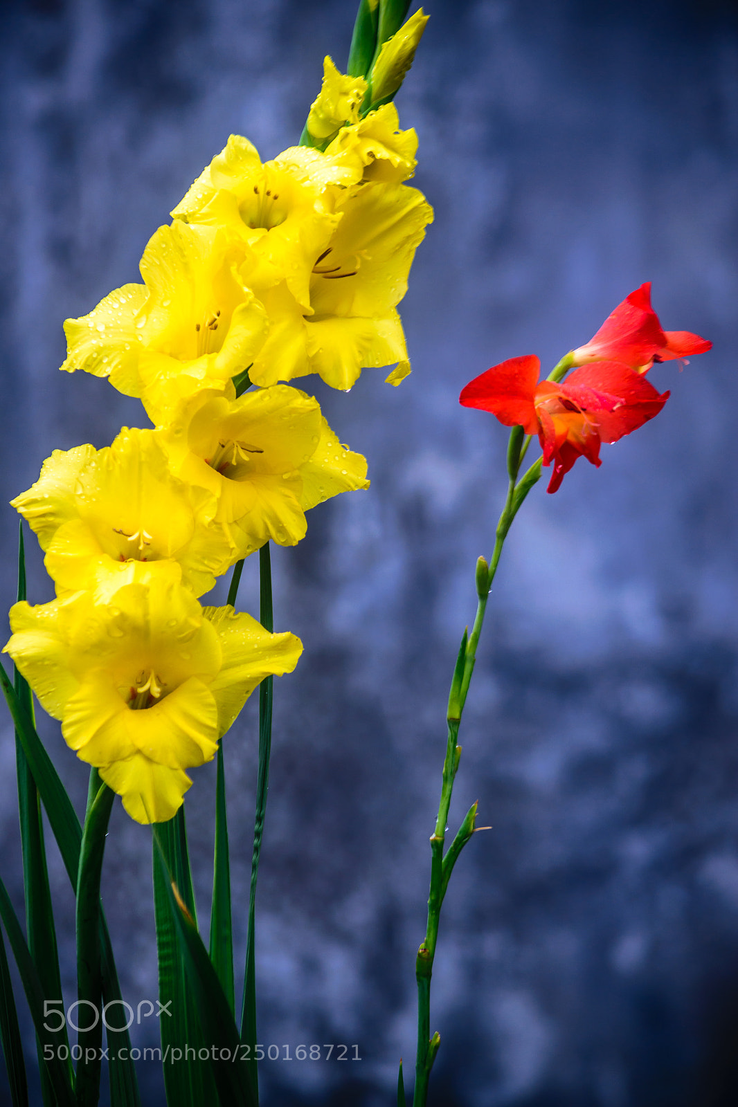Nikon D5300 sample photo. Blossom flower photography