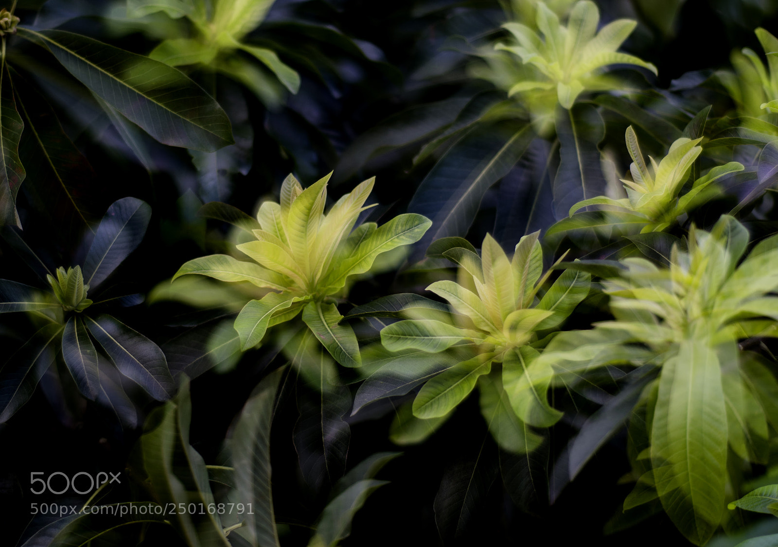 Nikon D5100 sample photo. Green spring photography
