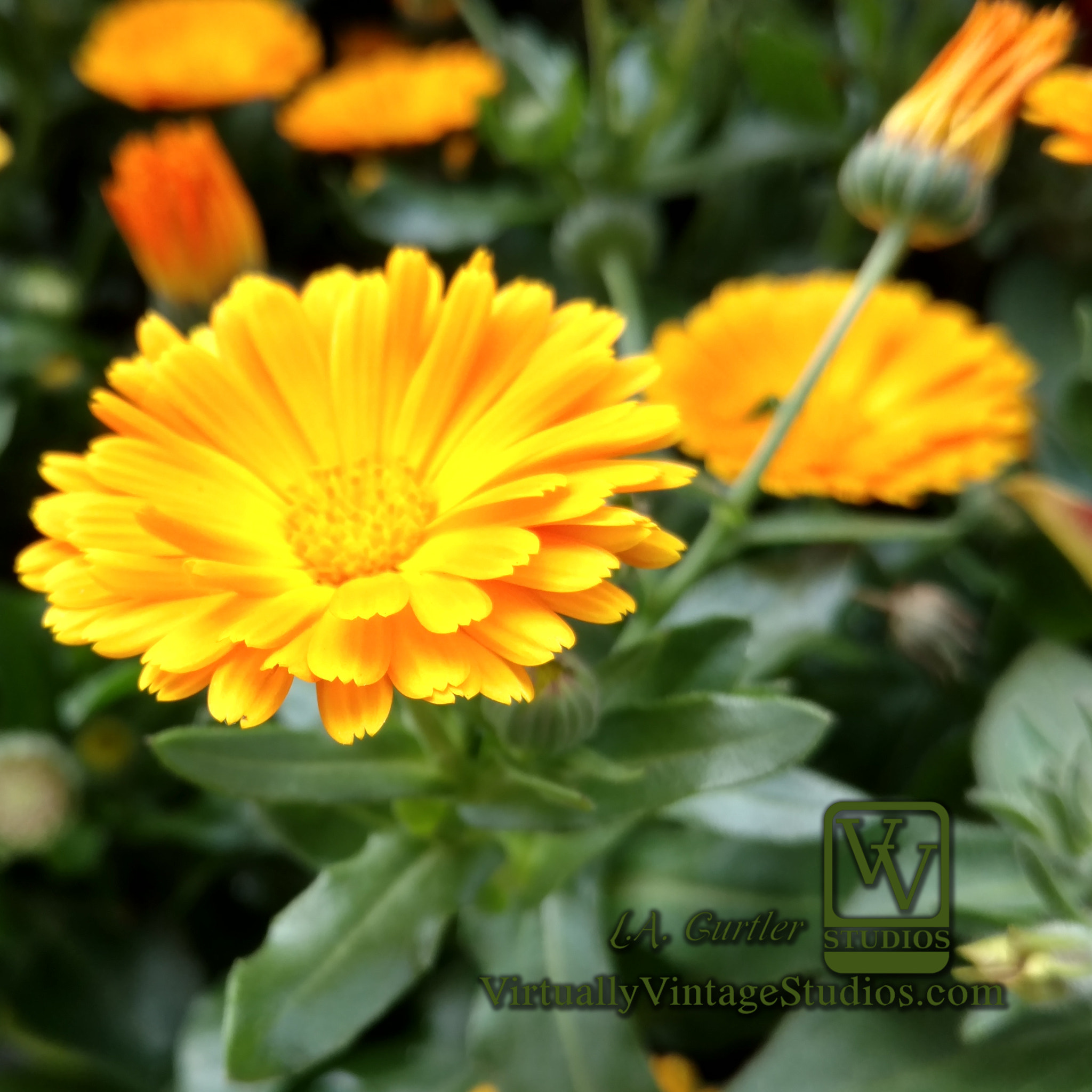 Motorola DROID Turbo 2 sample photo. Yellow daisies photography