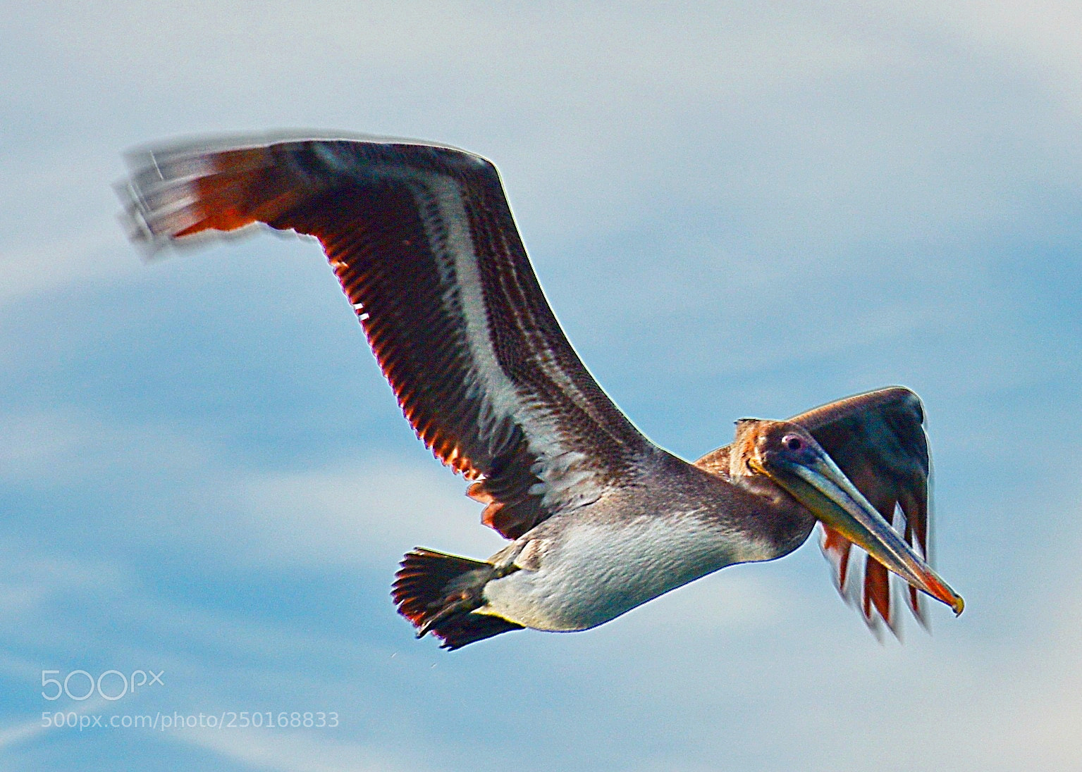 Nikon D7200 sample photo. Pelican flying across marina photography