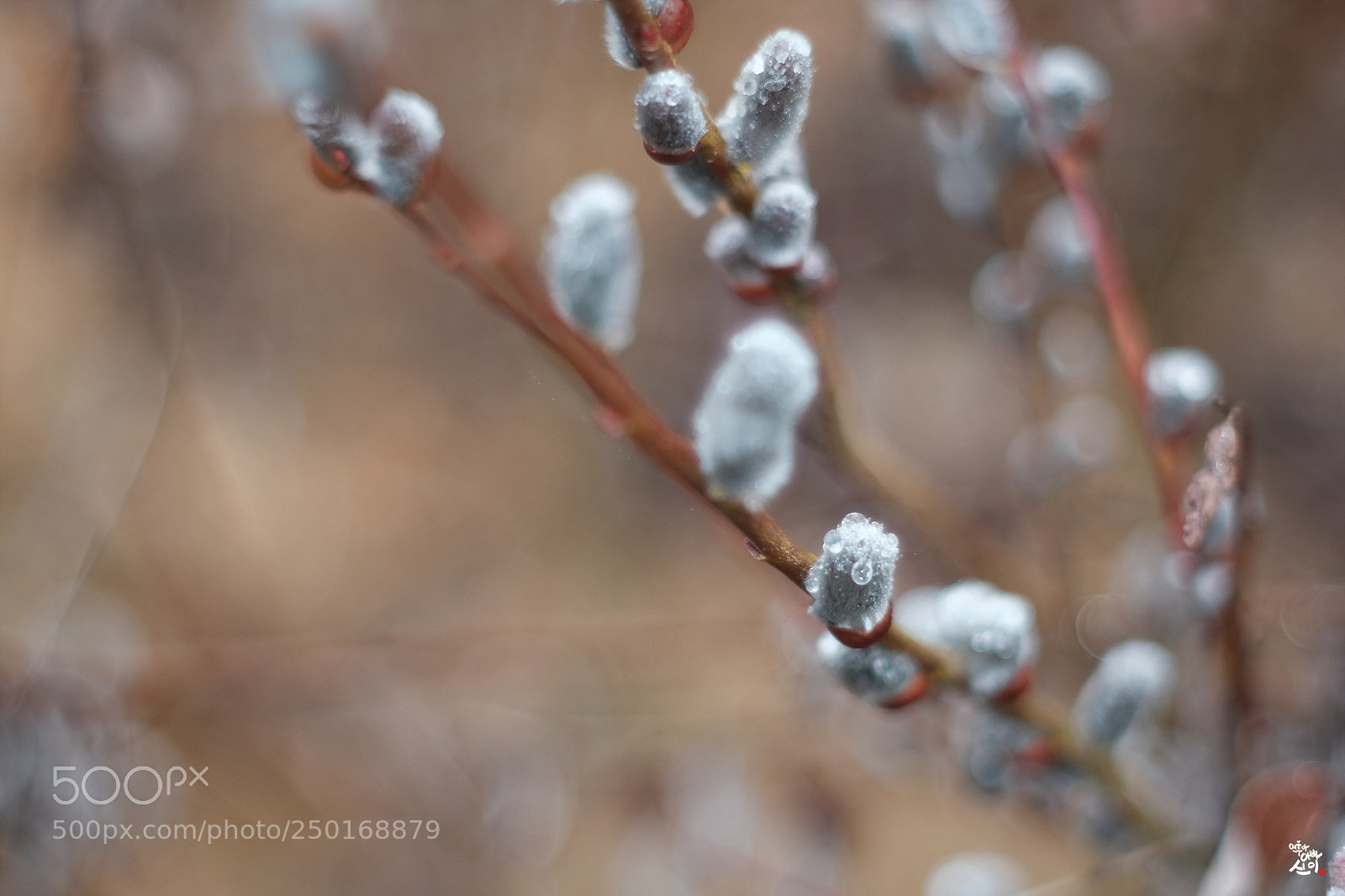 Fujifilm X-T2 sample photo. Wild rye photography