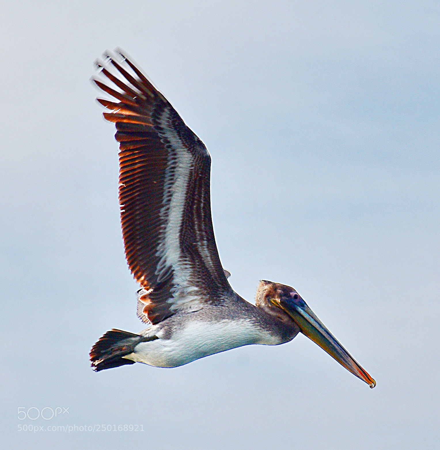 Nikon D7200 sample photo. Pelican flying across marina photography