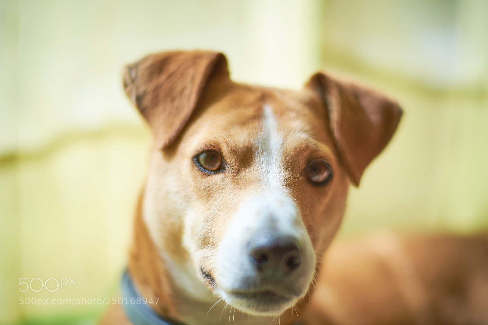 Fujifilm X-T10 sample photo. Dogkeh photography