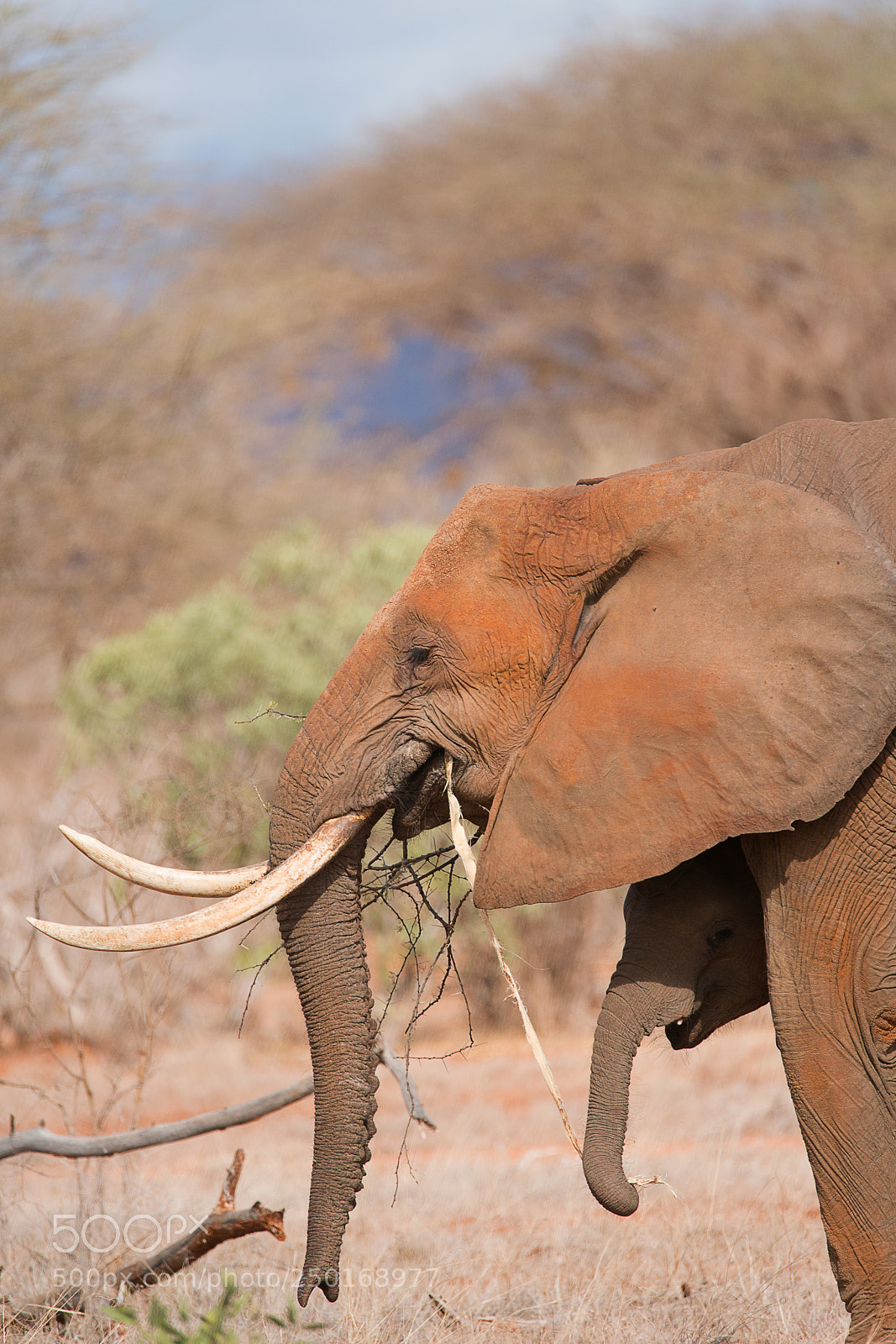 Sony a99 II sample photo. African elephants, mother & calf photography