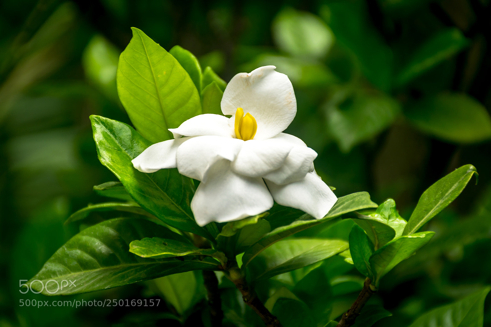 Nikon D5300 sample photo. White flower photography
