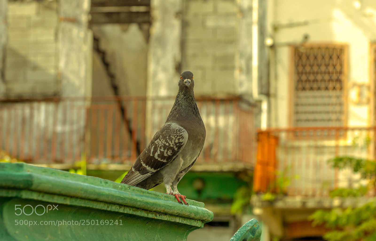 Nikon D5100 sample photo. Just looking photography
