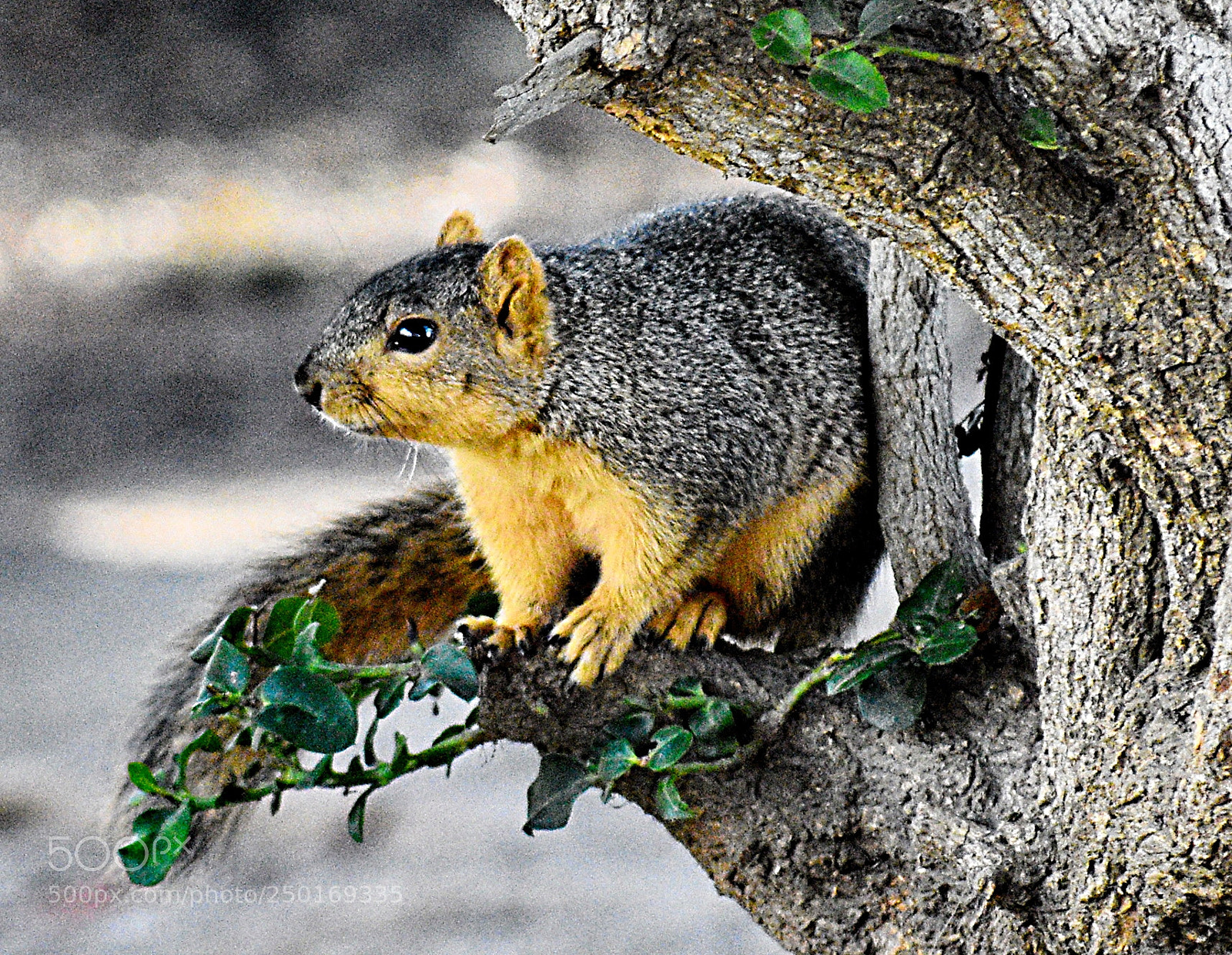 Nikon D7200 sample photo. Squirrel looking at you photography