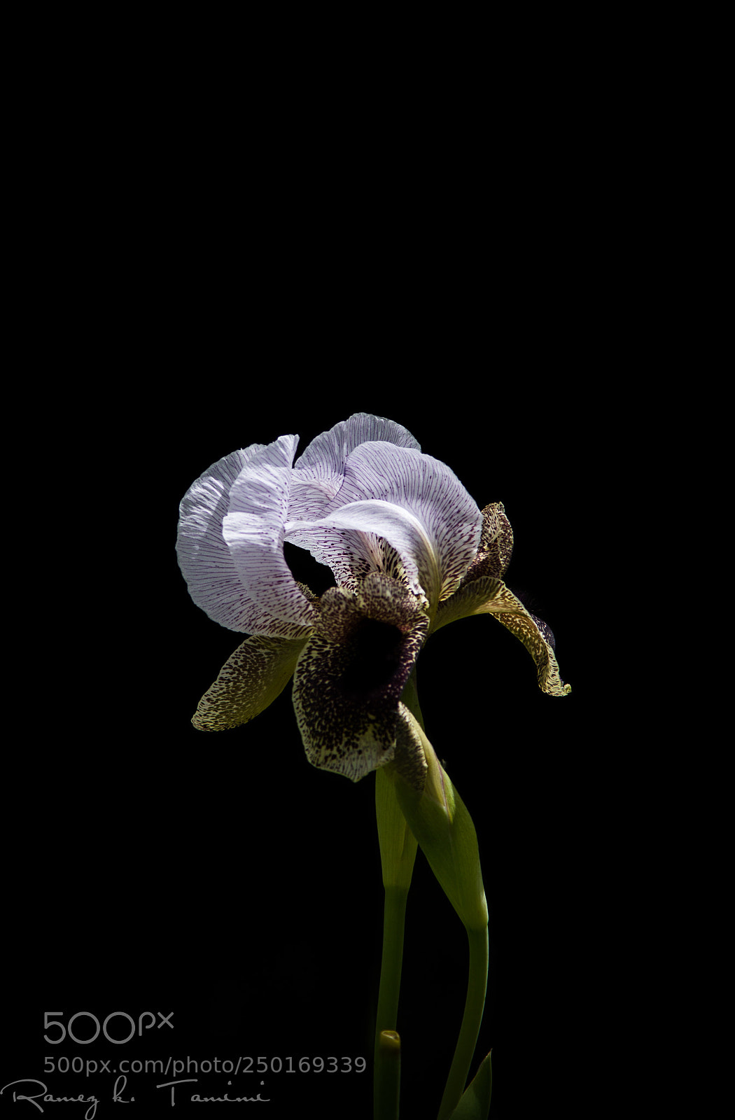 Canon EOS 600D (Rebel EOS T3i / EOS Kiss X5) sample photo. White iris photography